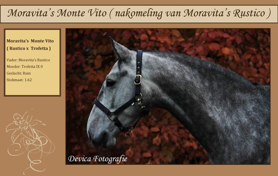 Rustico x Trofetta ) Vader: Moravita s