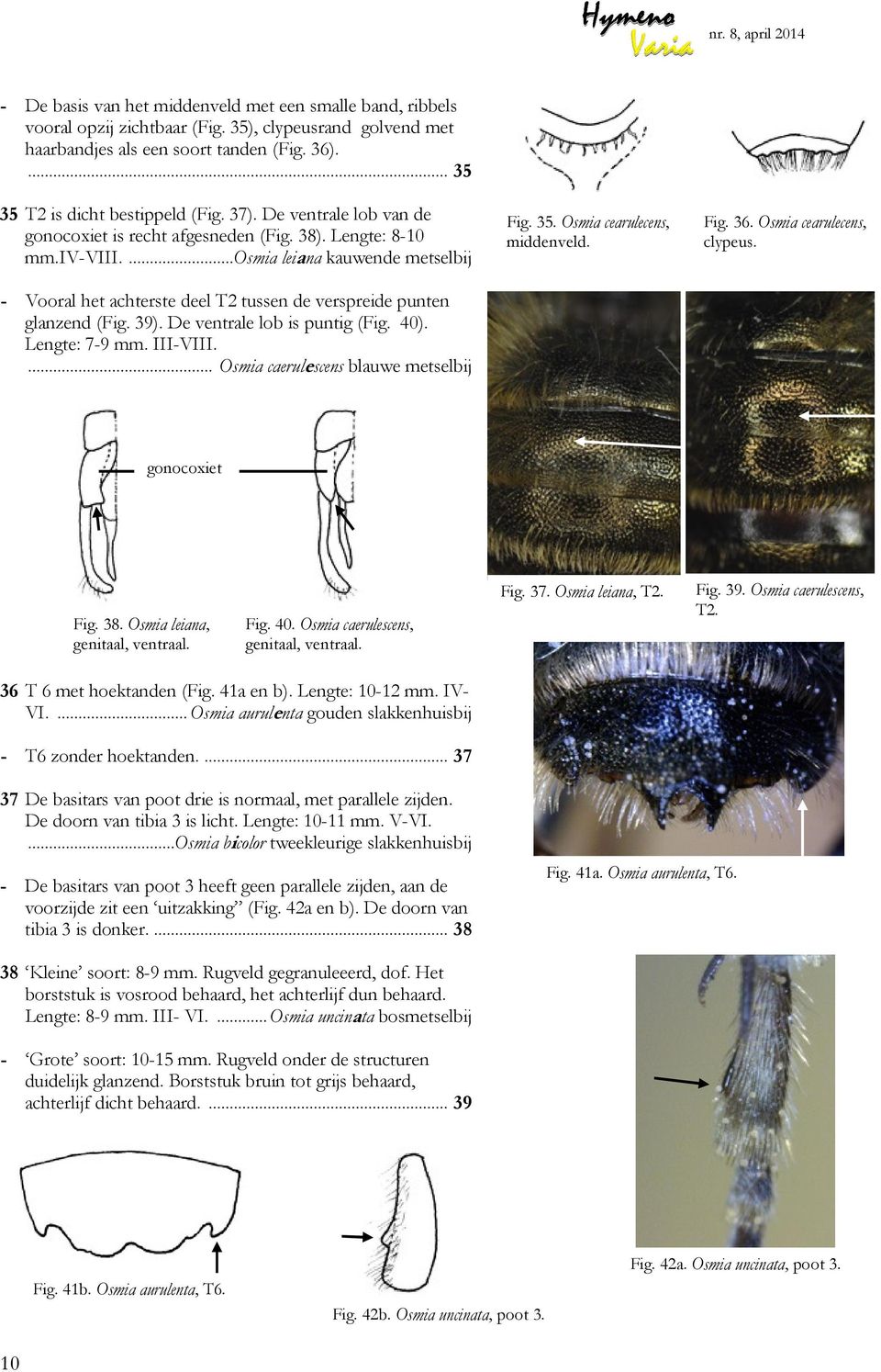 39). De ventrale lob is puntig (Fig. 40). Lengte: 7-9 mm. III-VIII.... Osmia caerulescens blauwe metselbij Fig. 35. Osmia cearulecens, middenveld. Fig. 36. Osmia cearulecens, gonocoxiet Fig. 38.