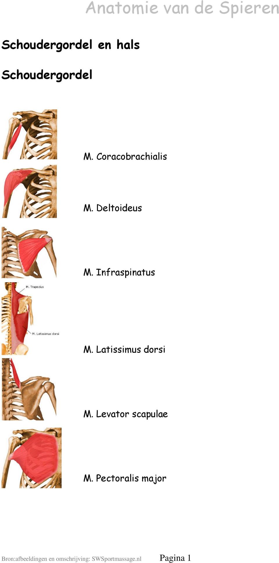 Latissimus dorsi M. Levator scapulae M.