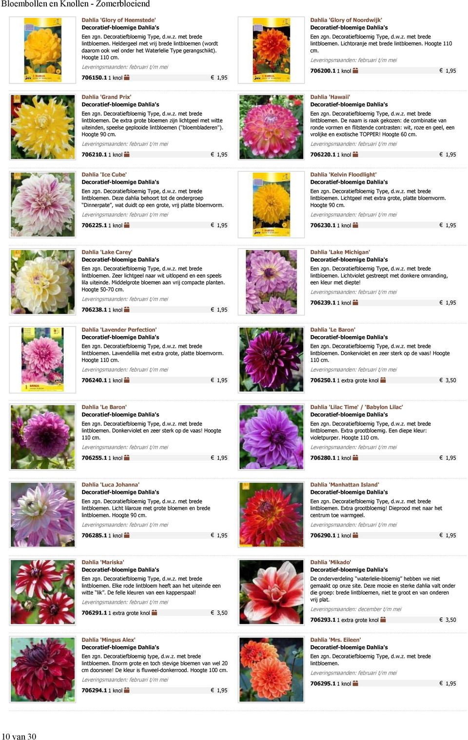 De extra grote bloemen zijn lichtgeel met witte uiteinden, speelse geplooide lintbloemen ("bloembladeren"). Hoogte 90 cm. 706210.1 1 knol 1,95 Dahlia 'Hawaii' lintbloemen.