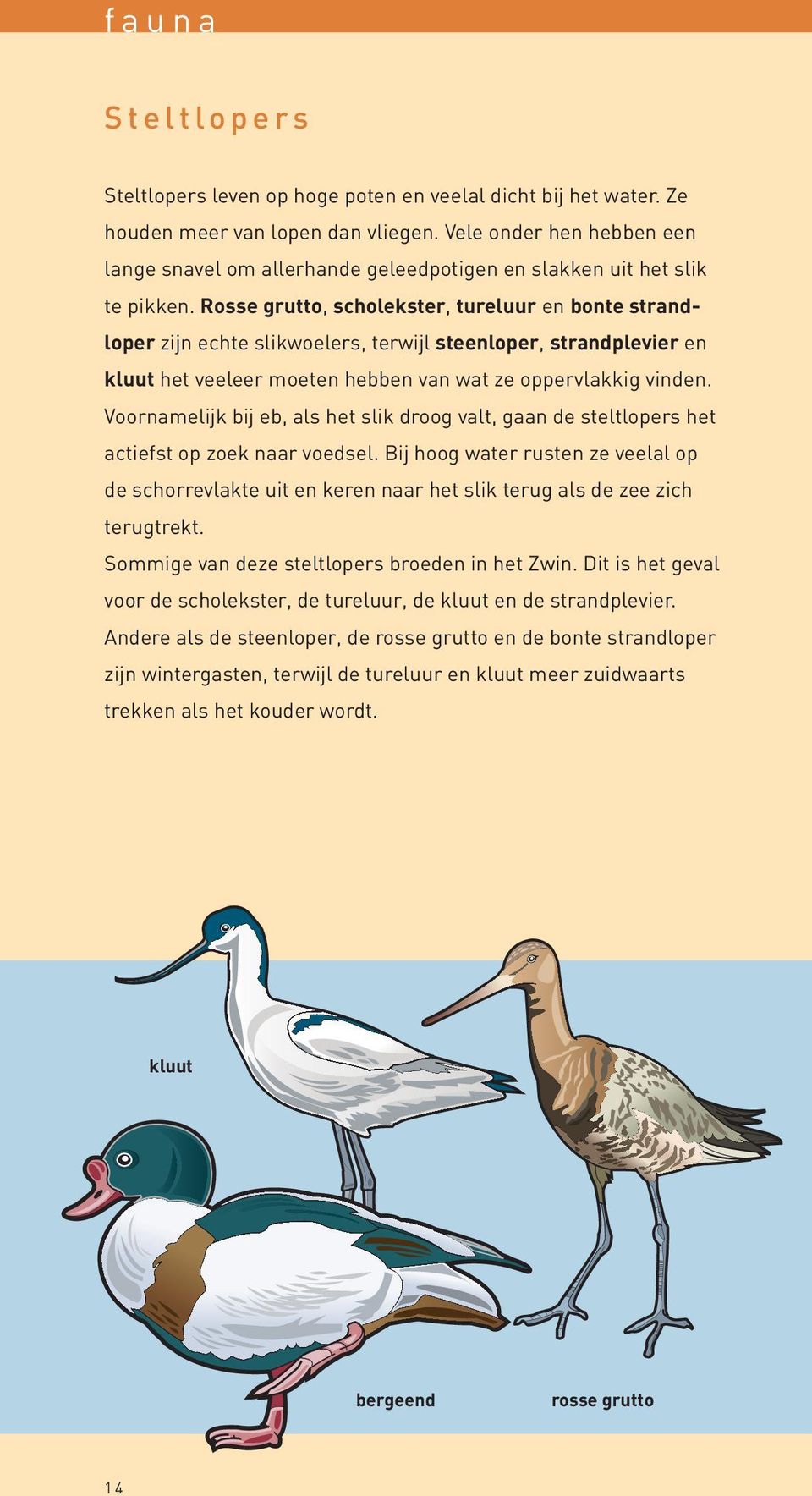 Rosse grutto, scholekster, tureluur en bonte strandloper zijn echte slikwoelers, terwijl steenloper, strandplevier en kluut het veeleer moeten hebben van wat ze oppervlakkig vinden.