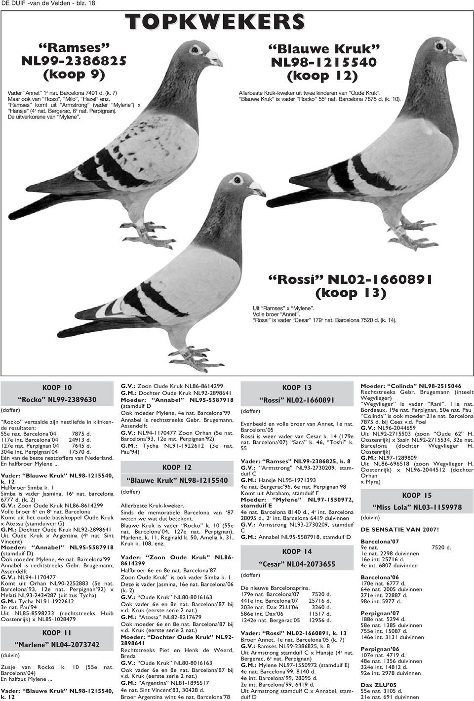 Blauwe Kruk is vader Rocko 55 e nat. Barcelona 7875 d. (k. 10). Rossi NL02-1660891 (koop 13) Uit Ramses x Mylene. Volle broer Annet. Rossi is vader esar 179 e nat. Barcelona 7520 d. (k. 14).