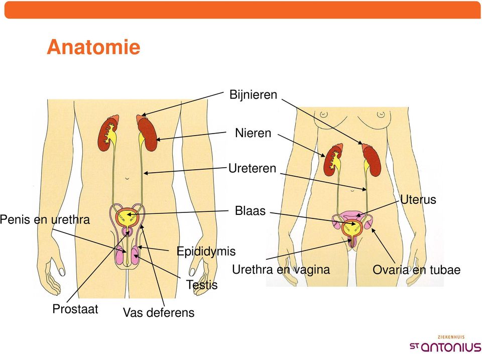 Prostaat Epididymis Urethra en