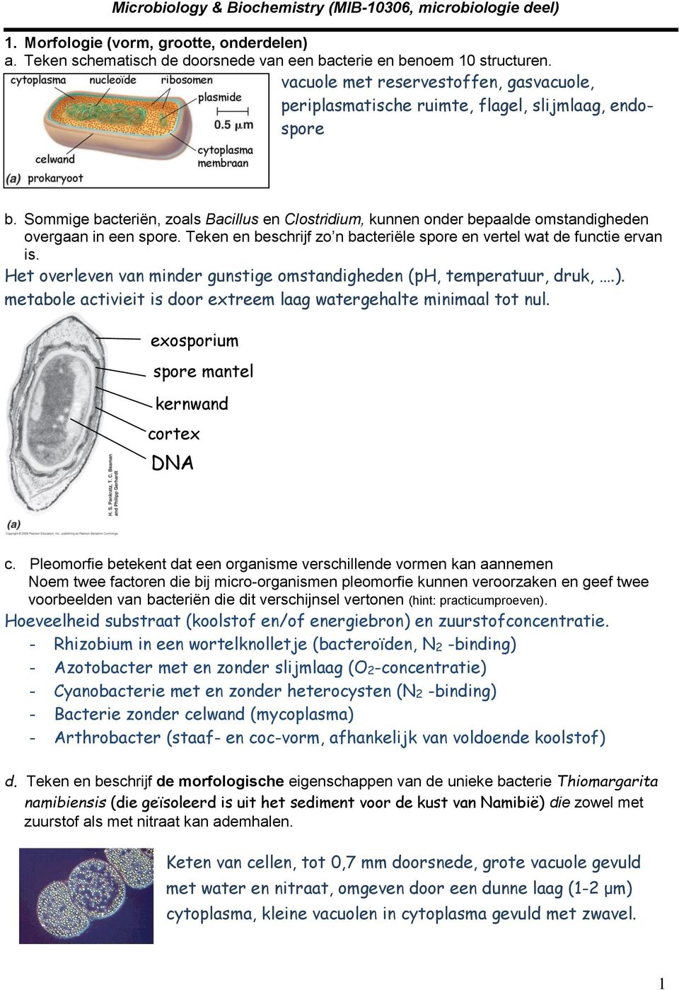 Sommige bacteriën, zoals Bacillus en Clostridium, kunnen onder bepaalde omstandigheden overgaan in een spore. Teken en beschrijf zo n bacteriële spore en vertel wat de functie ervan is.