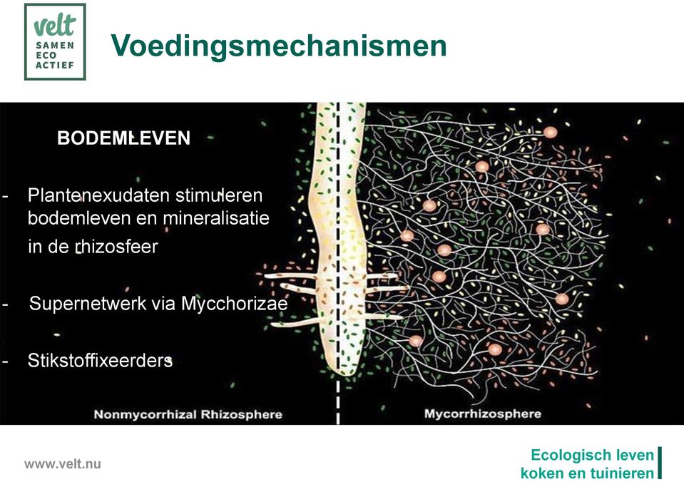 en mineralisatie in de rhizosfeer -