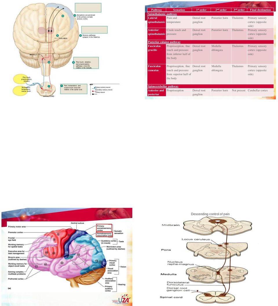 Pathway Sensation 1 st order 2 nd order 3 rd order Final destination Spinothalamic pathway Lateral Pain and Dorsal root Posterior horn Thalamus Primary sensory spinothalamic temperature ganglion