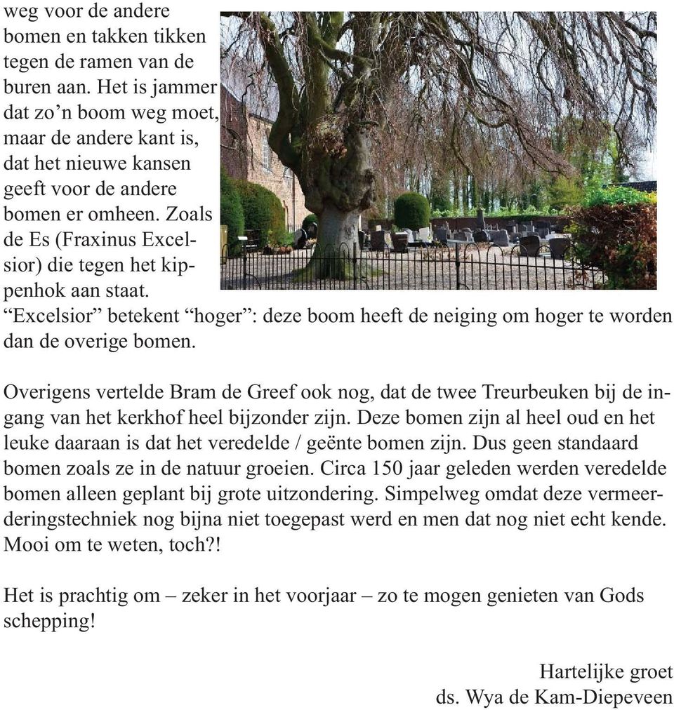 Overigens vertelde Bram de Greef ook nog, dat de twee Treurbeuken bij de ingang van het kerkhof heel bijzonder zijn.