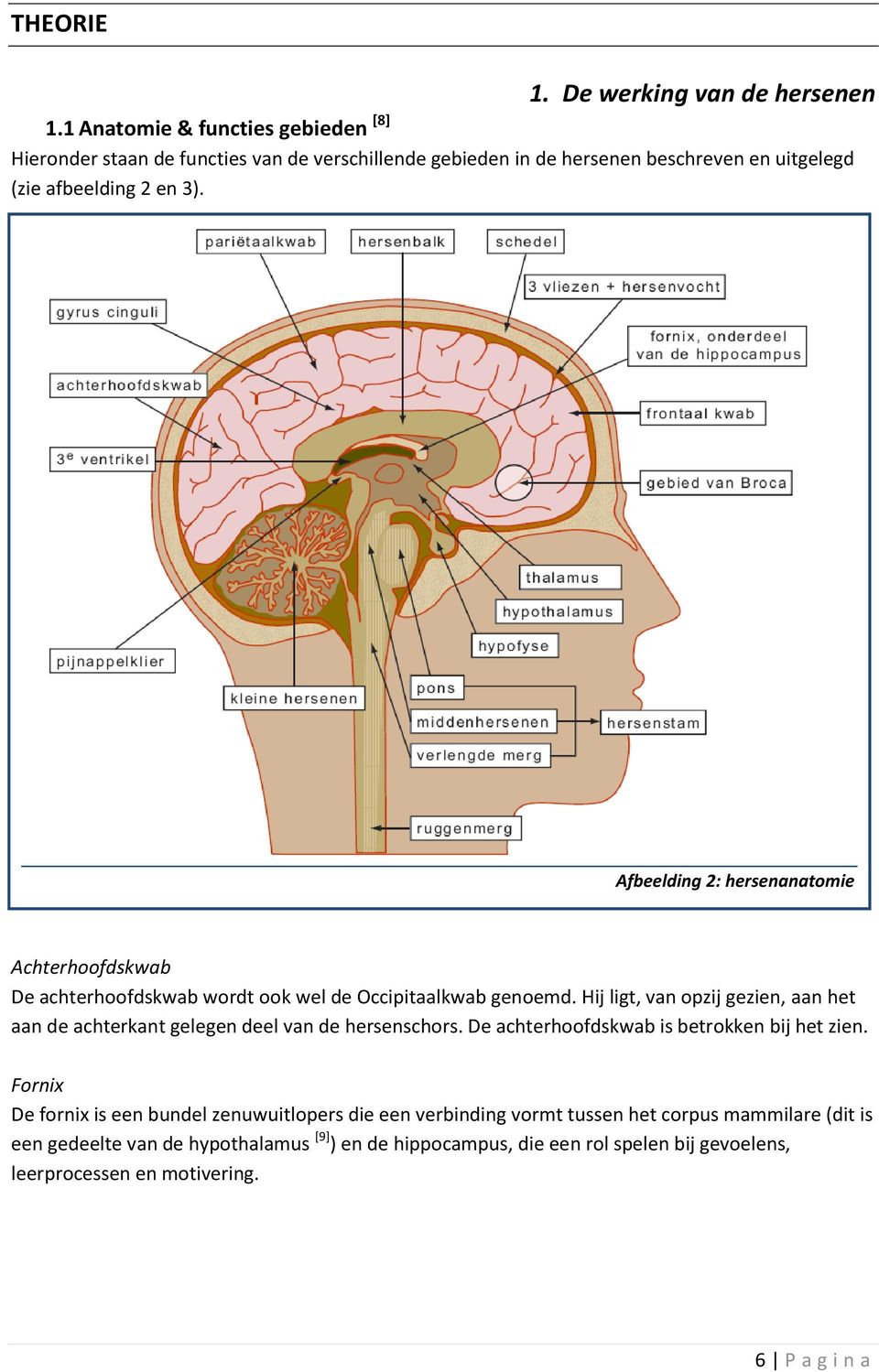 Afbeelding 2: hersenanatomie Achterhoofdskwab De achterhoofdskwab wordt ook wel de Occipitaalkwab genoemd.