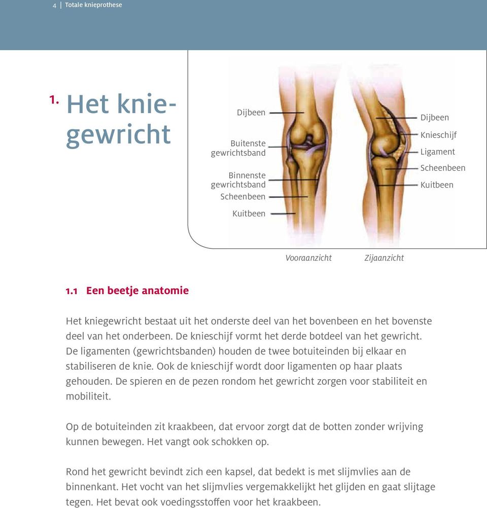 De ligamenten (gewrichtsbanden) houden de twee botuiteinden bij elkaar en stabiliseren de knie. Ook de knieschijf wordt door ligamenten op haar plaats gehouden.