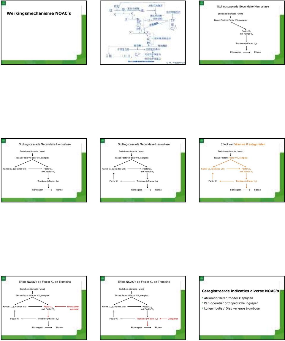 antagonisten Effect NOAC s op Faxtor X A en Trombine Effect NOAC s op Faxtor X A en Trombine Geregistreerde