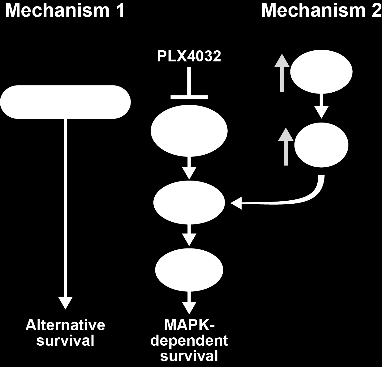 BRAF resistentie door reactivatie MAPK pathway; combineer MEKi + BRAFi Dabrafenib Trametinib Trametinib
