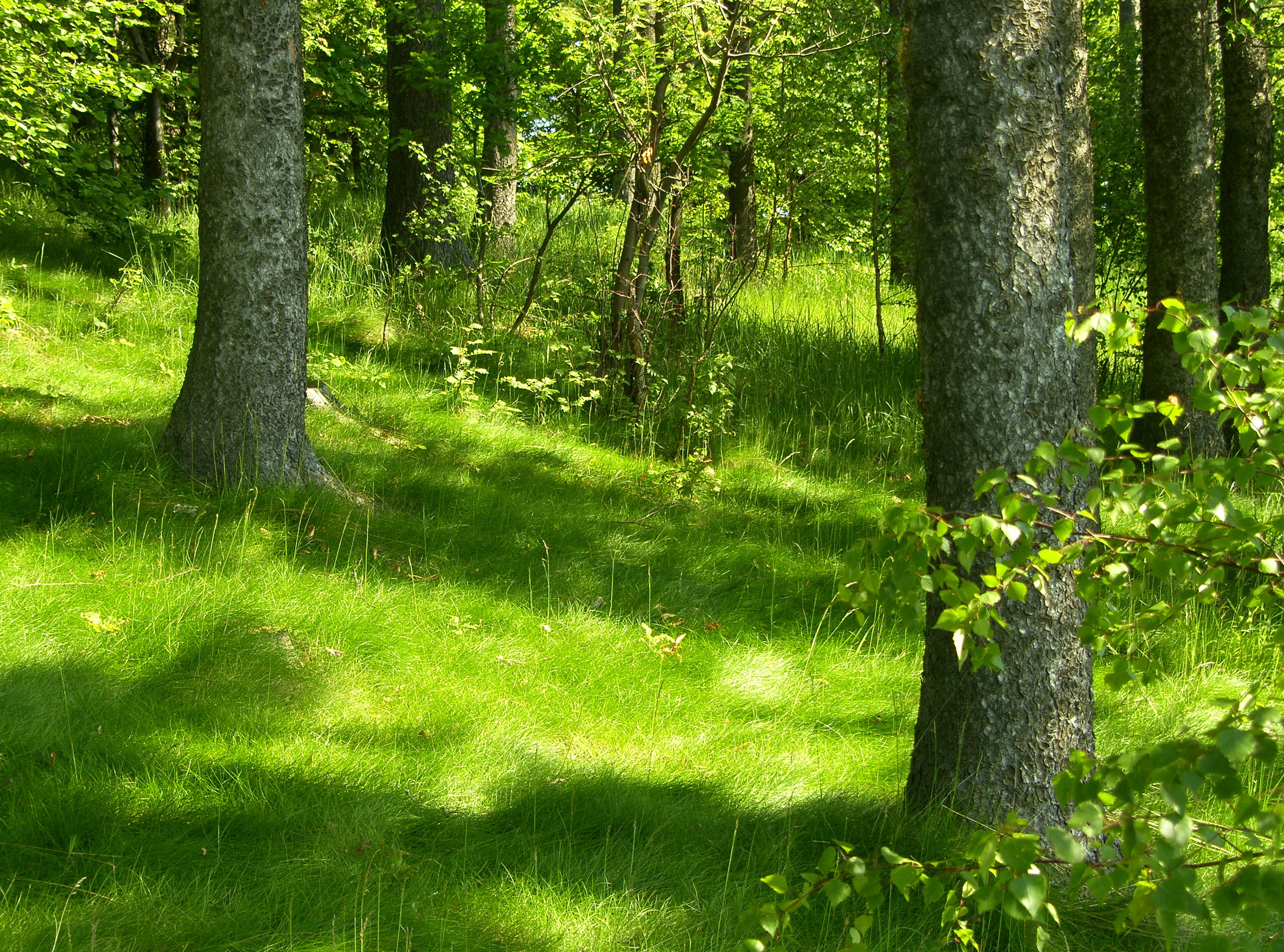 Ook het provinciebestuur West-Vlaanderen kiest zoveel mogelijk voor duurzaam hout en neemt dit ook zo op in haar bestekken.