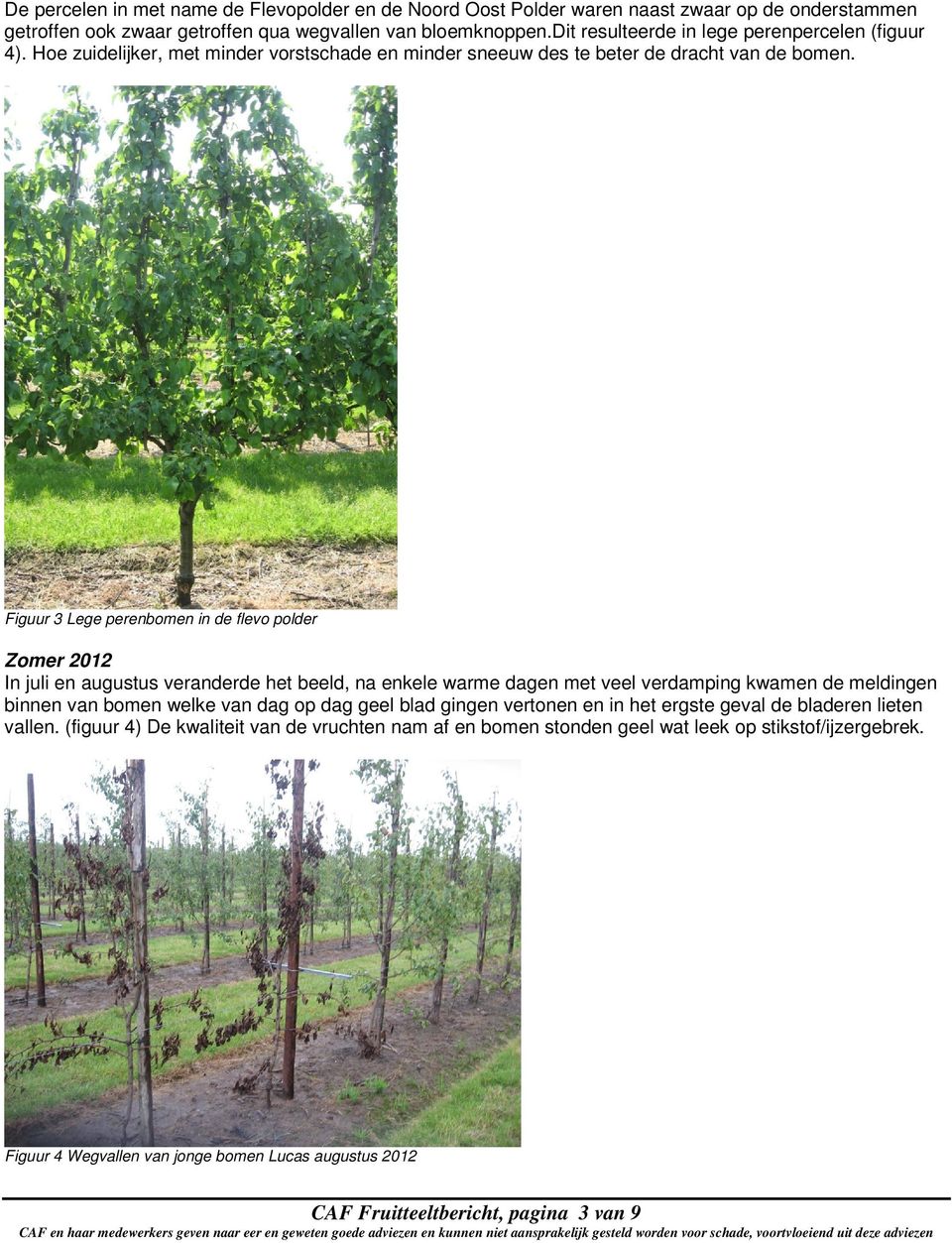 Figuur 3 Lege perenbomen in de flevo polder Zomer 2012 In juli en augustus veranderde het beeld, na enkele warme dagen met veel verdamping kwamen de meldingen binnen van bomen welke van dag op