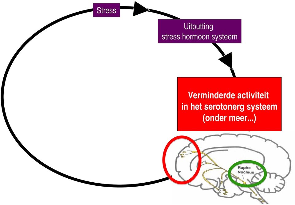 Verminderde activiteit in