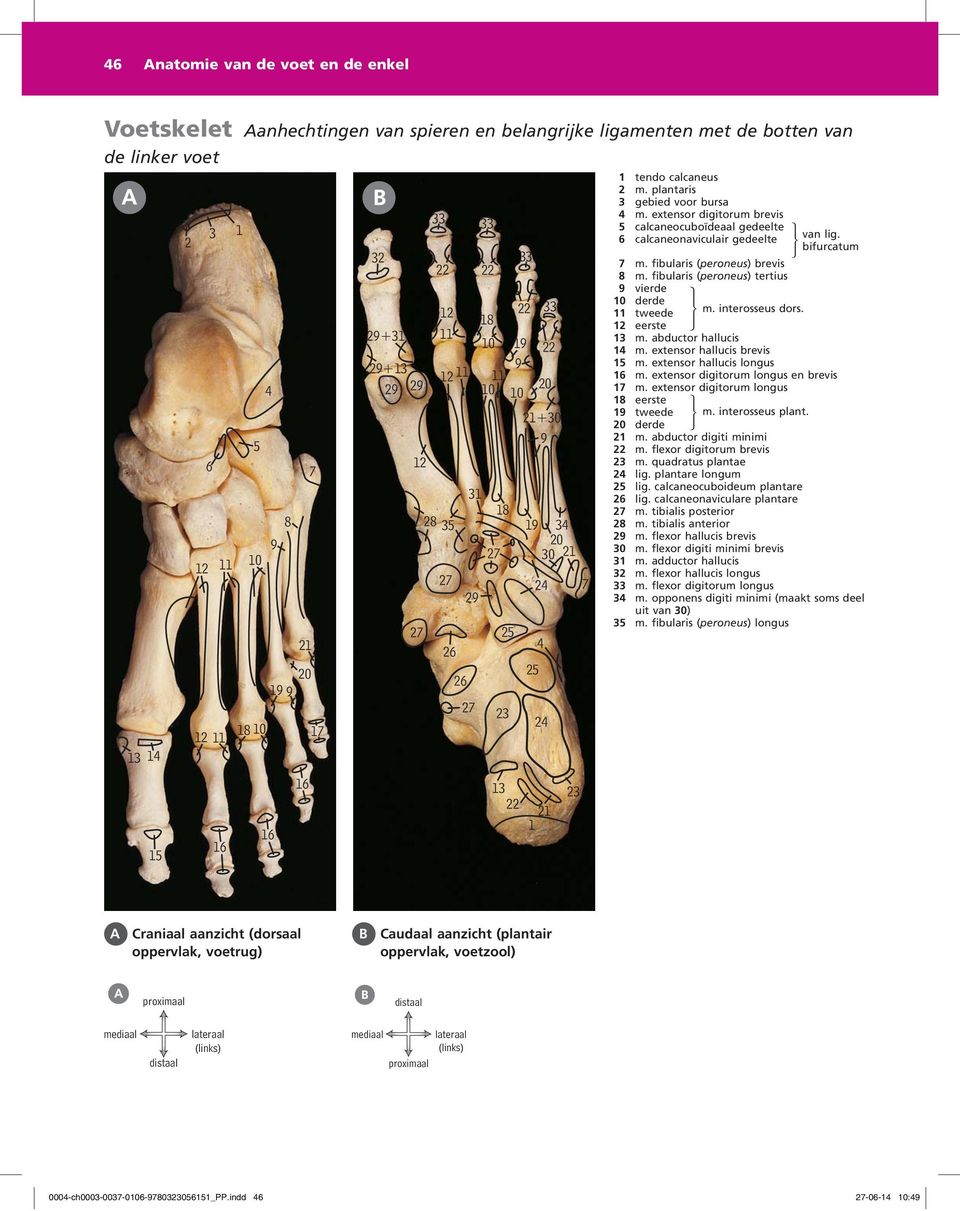 fibularis (peroneus) tertius vierde 0 derde tweede eerste m. abductor hallucis m. extensor hallucis brevis m. extensor hallucis longus m. extensor digitorum longus en brevis m.