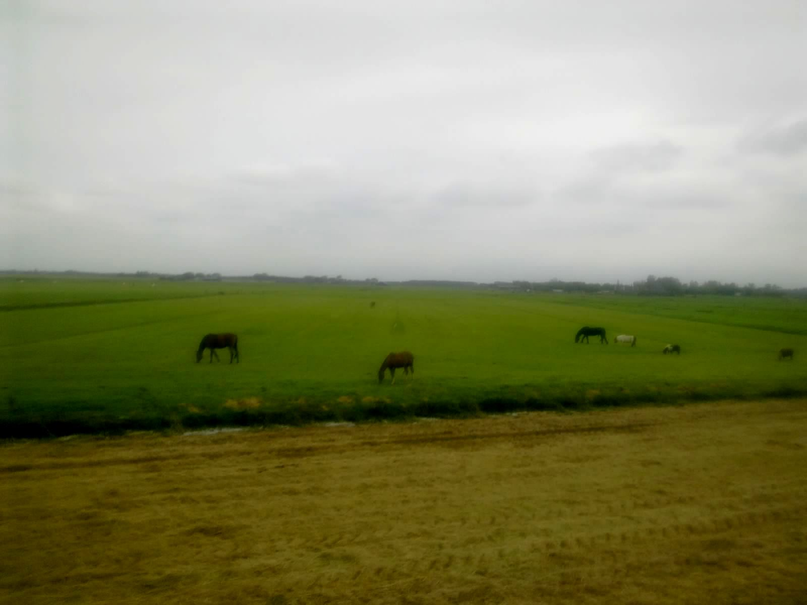 Aanbeveling 26: In overleg met de LTO nadere afspraken maken over hoe de bouw van diervriendelijke dierenverblijven (bijvoorbeeld MDV stallen) in de paardenhouderij- en veeteeltbedrijven binnen de