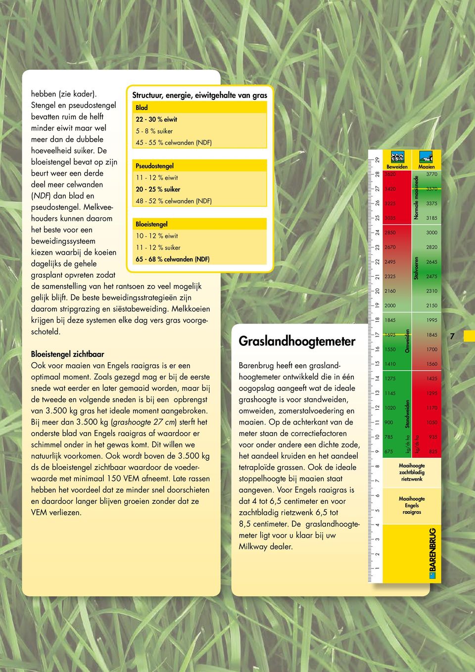 suiker. De bloeistengel bevat op zijn Pseudostengel beurt weer een derde 11-12 % eiwit deel meer celwanden 20-25 % suiker (NDF) dan blad en 48-52 % celwanden (NDF) pseudostengel.