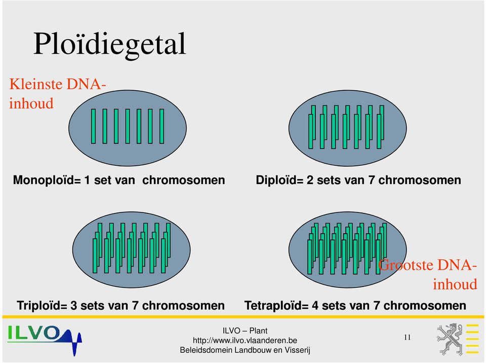 chromosomen Triploïd= 3 sets van 7 chromosomen