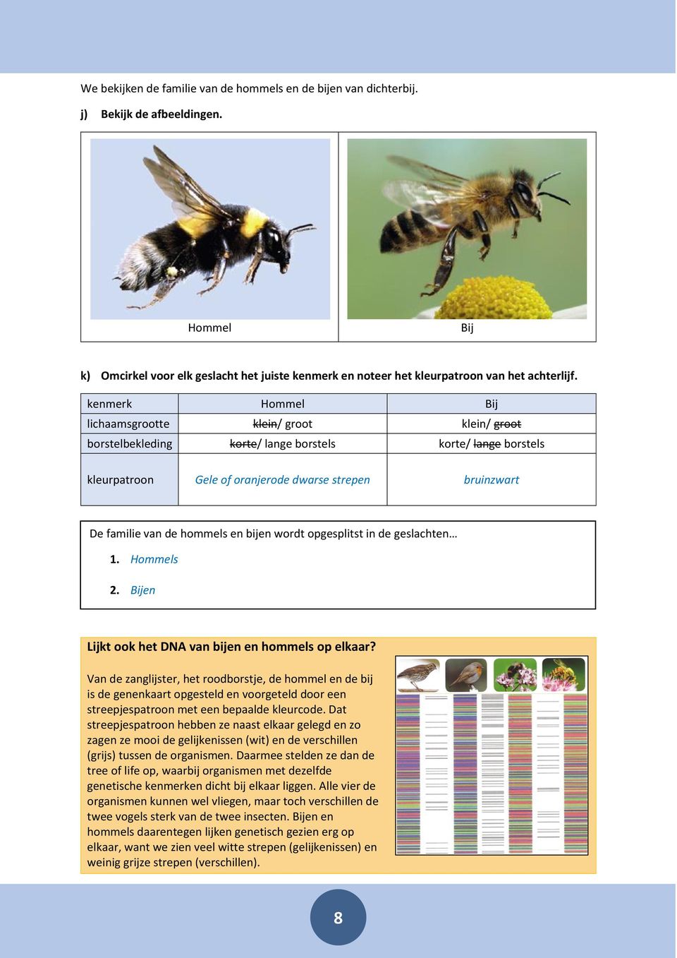 hommels en bijen wordt opgesplitst in de geslachten 1. Hommels 2. Bijen Lijkt ook het DNA van bijen en hommels op elkaar?