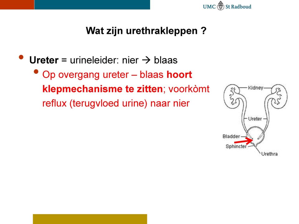 overgang ureter blaas hoort