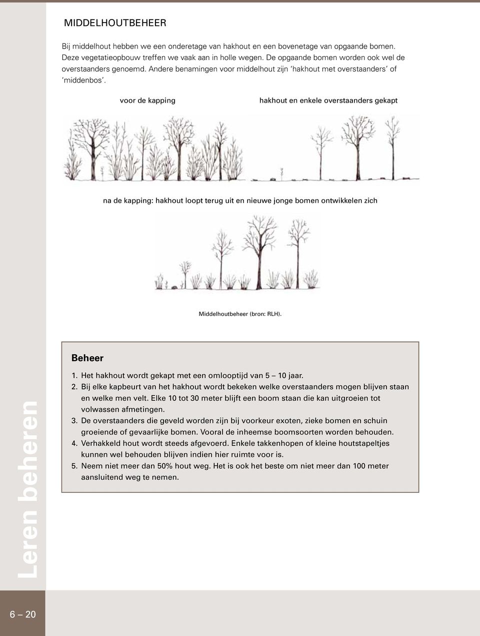 voor de kapping hakhout en enkele overstaanders gekapt na de kapping: hakhout loopt terug uit en nieuwe jonge bomen ontwikkelen zich Middelhoutbeheer (bron: RLH). Beheer Leren beheren 1.