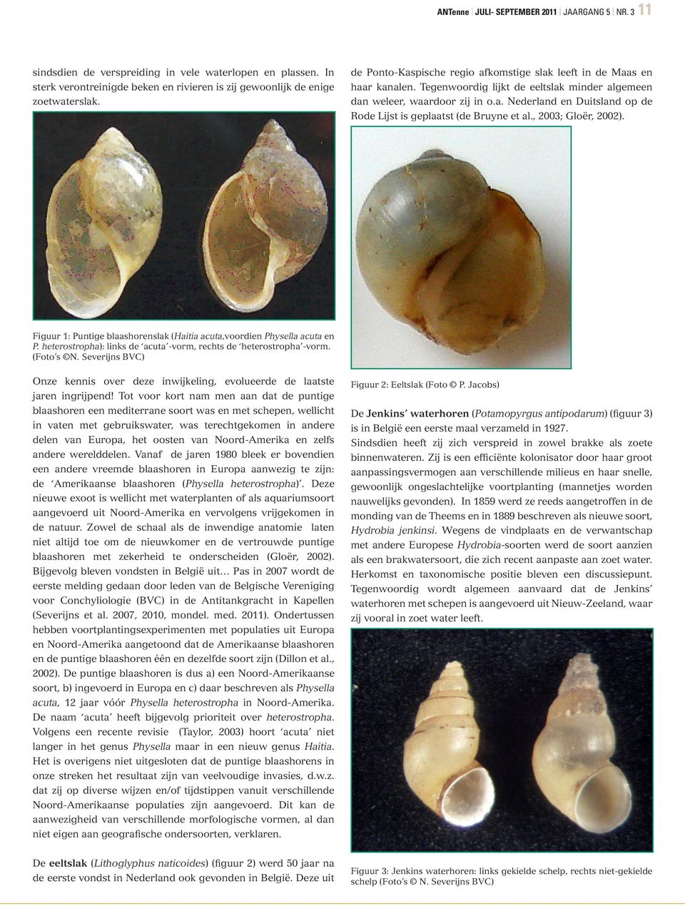 , 2003; Gloër, 2002). Figuur 1: Puntige blaashorenslak (Haitia acuta,voordien Physella acuta en P. heterostropha): links de acuta -vorm, rechts de heterostropha -vorm. (Foto s N.