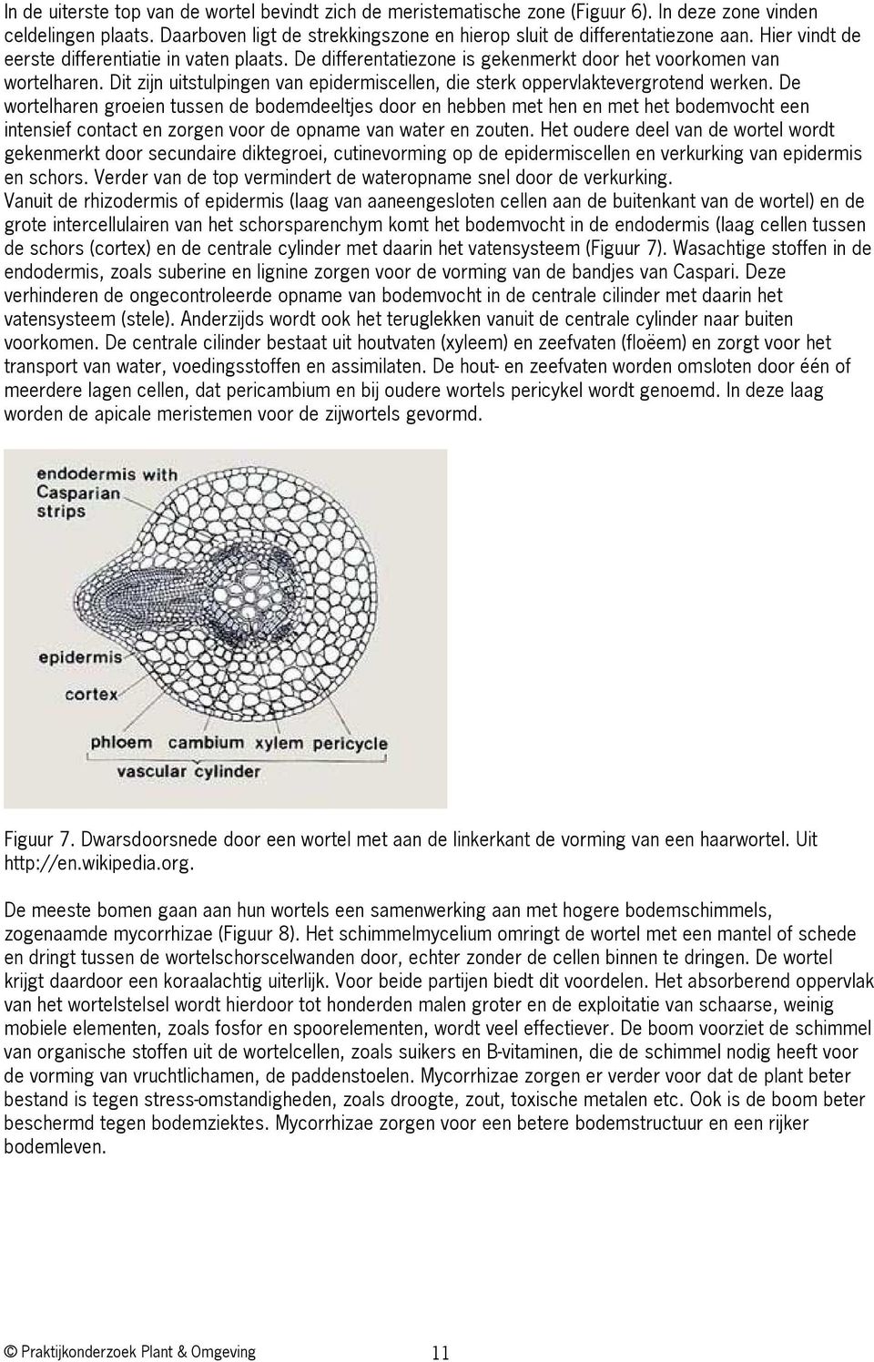 Dit zijn uitstulpingen van epidermiscellen, die sterk oppervlaktevergrotend werken.