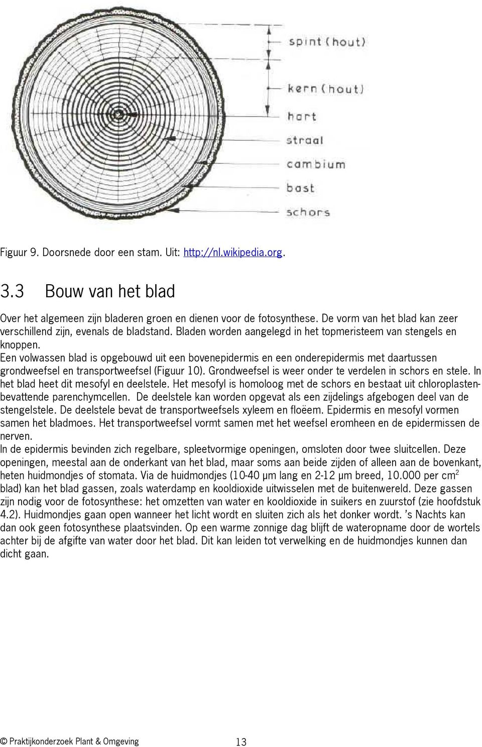 Een volwassen blad is opgebouwd uit een bovenepidermis en een onderepidermis met daartussen grondweefsel en transportweefsel (Figuur 10). Grondweefsel is weer onder te verdelen in schors en stele.