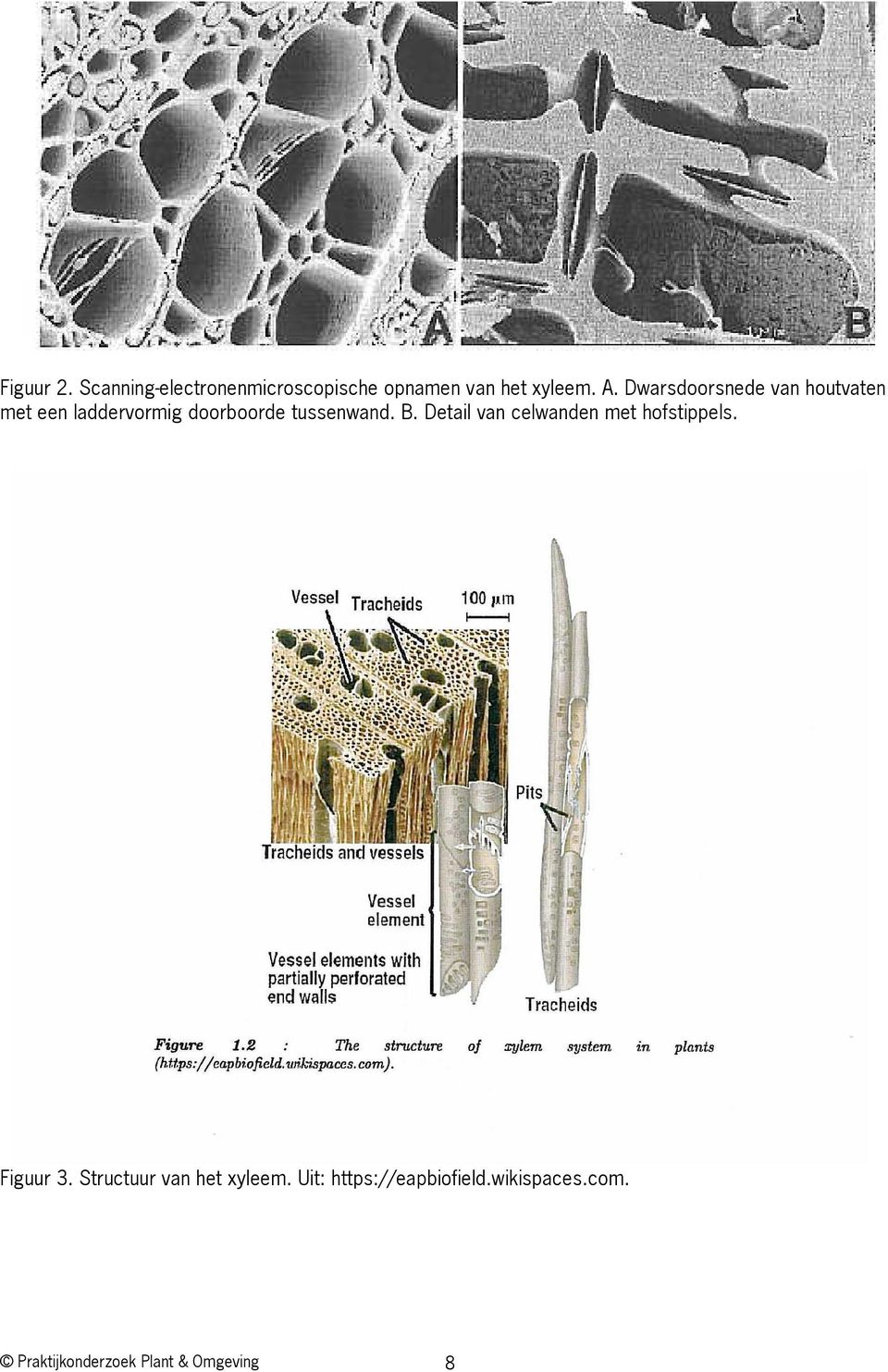 Detail van celwanden met hofstippels. Figuur 3. Structuur van het xyleem.