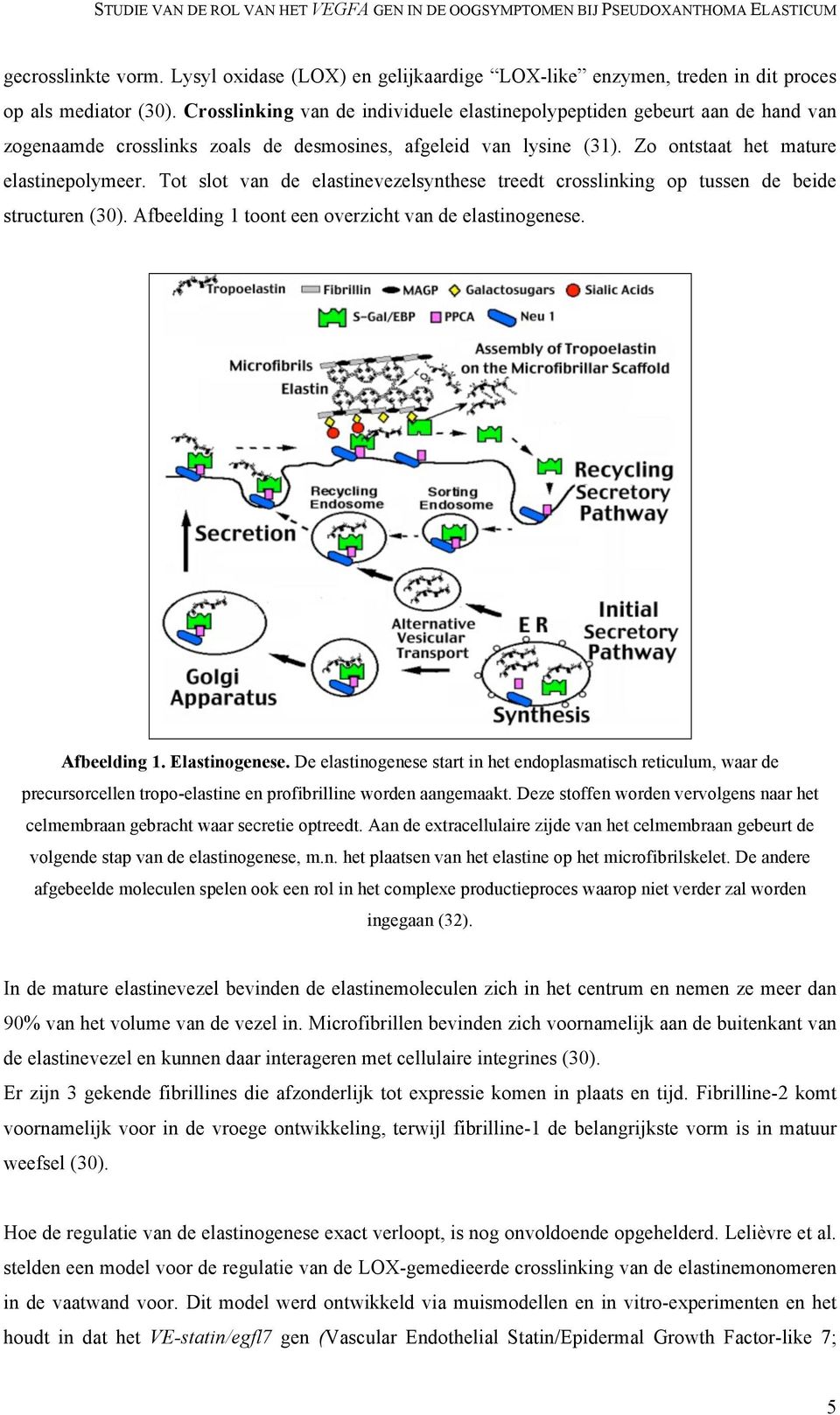 Tot slot van de elastinevezelsynthese treedt crosslinking op tussen de beide structuren (30). Afbeelding 1 toont een overzicht van de elastinogenese. Afbeelding 1. Elastinogenese.