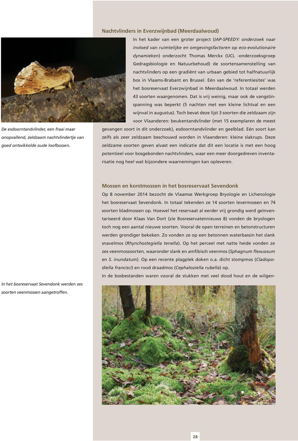 Thomas Merckx (UCL -onderzoeksgroep Gedragsbiologie en Natuurbehoud) de soortensamenstelling van nachtvlinders op een gradiënt van urbaan gebied tot halfnatuurlijk bos in Vlaams-Brabant en Brussel.