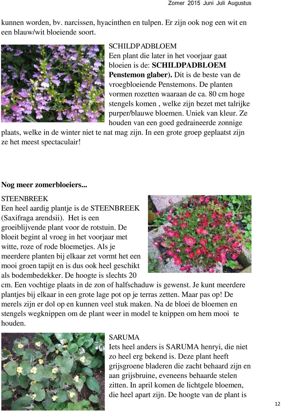 80 cm hoge stengels komen, welke zijn bezet met talrijke purper/blauwe bloemen. Uniek van kleur. Ze houden van een goed gedraineerde zonnige plaats, welke in de winter niet te nat mag zijn.