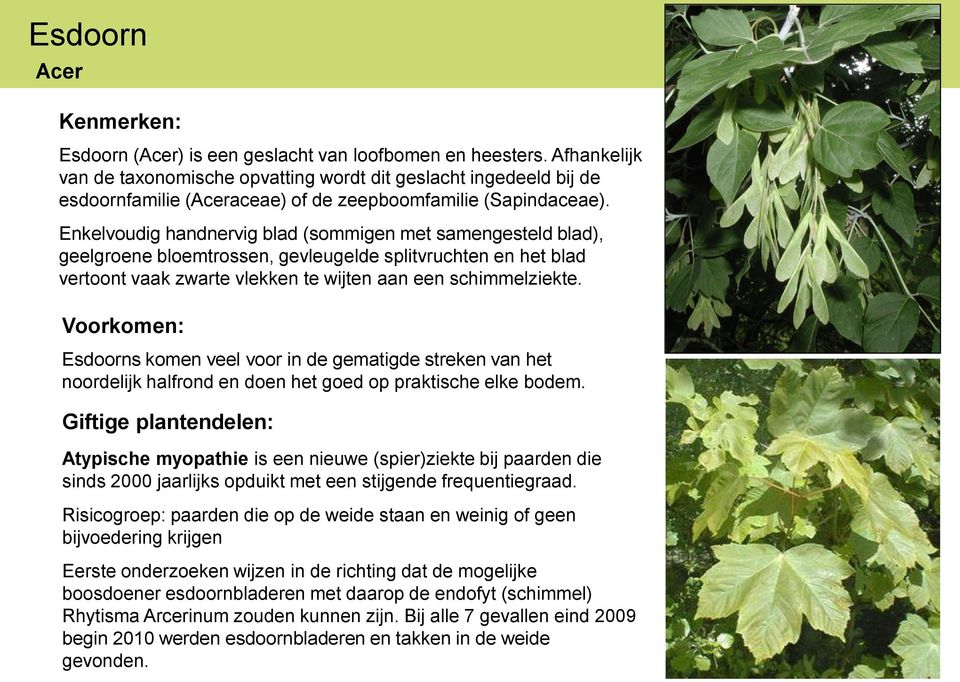 Enkelvoudig handnervig blad (sommigen met samengesteld blad), geelgroene bloemtrossen, gevleugelde splitvruchten en het blad vertoont vaak zwarte vlekken te wijten aan een schimmelziekte.