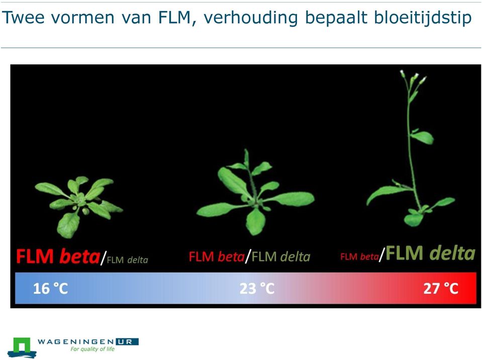 verhouding