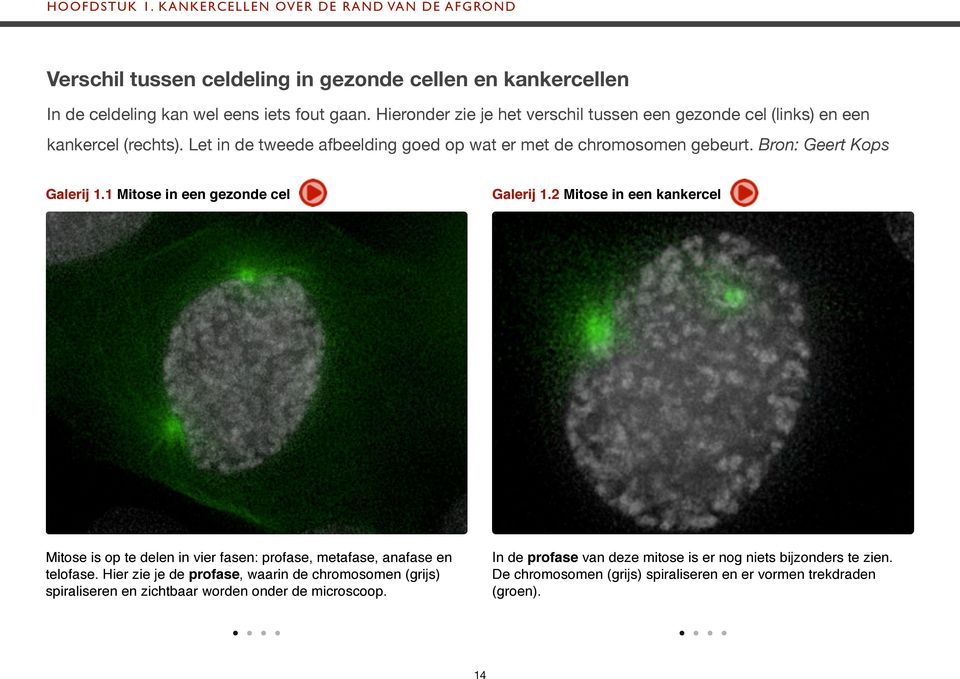 Bron: Geert Kops Galerij 1.1 Mitose in een gezonde cel Galerij 1.2 Mitose in een kankercel Mitose is op te delen in vier fasen: profase, metafase, anafase en telofase.