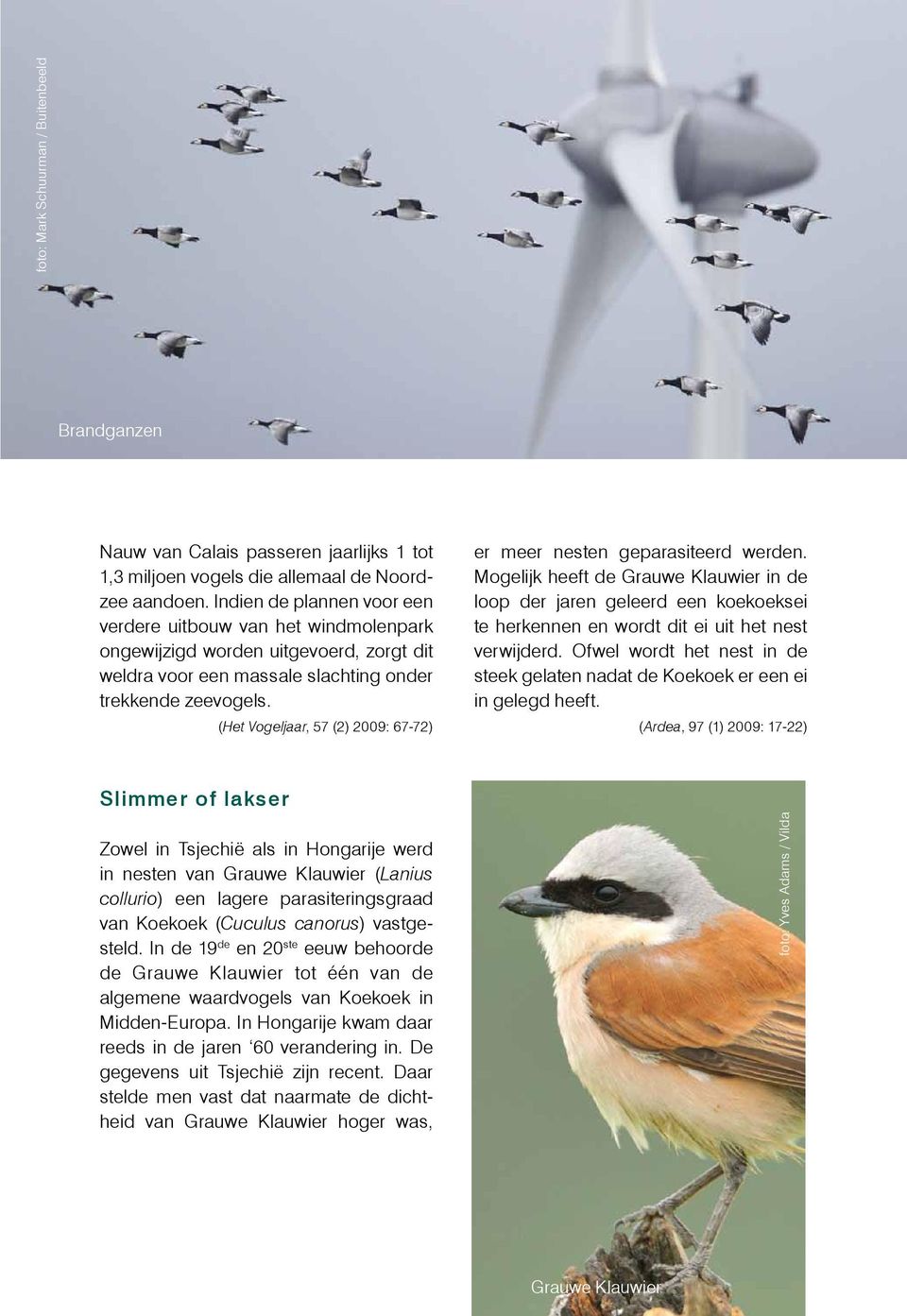 (Het Vogeljaar, 57 (2) 2009: 67-72) er meer nesten geparasiteerd werden.