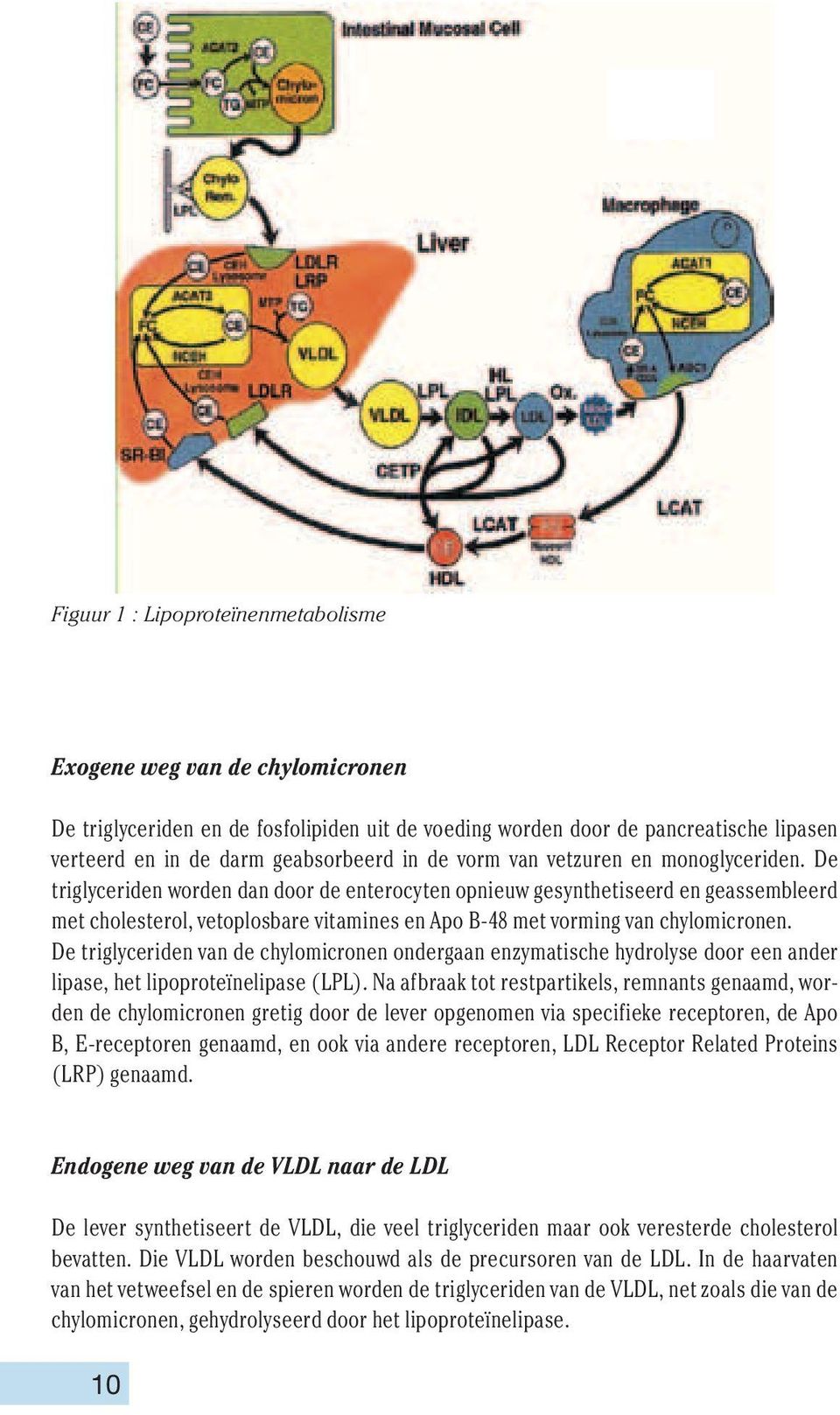 De triglyceriden worden dan door de enterocyten opnieuw gesynthetiseerd en geassembleerd met cholesterol, vetoplosbare vitamines en Apo B-48 met vorming van chylomicronen.