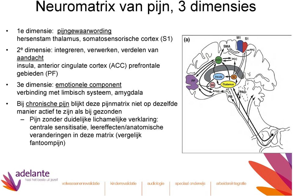 component verbinding met limbisch systeem, amygdala Bij chronische pijn blijkt deze pijnmatrix niet op dezelfde manier actief te zijn als