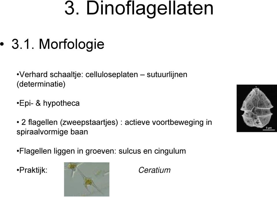 (determinatie) Epi- & hypotheca 2 flagellen (zweepstaartjes) :