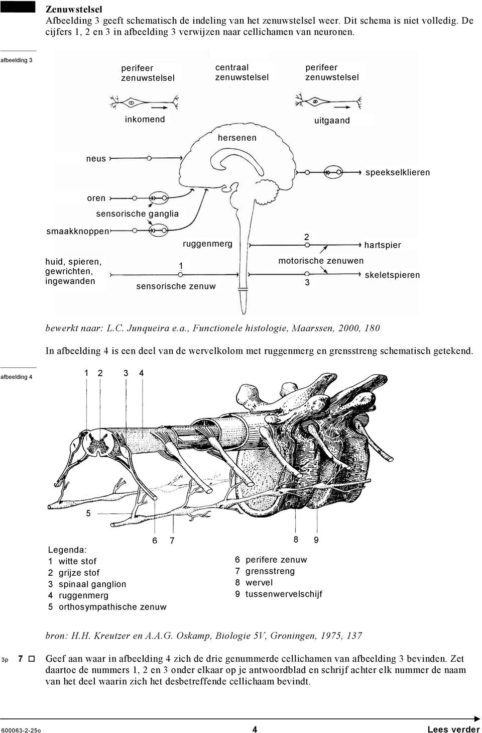 ingewanden 1 ruggenmerg sensorische zenuw 2 hartspier motorische zenuwen skeletspieren 3 bewerkt naar: L.C. Junqueira e.a., Functionele histologie, Maarssen, 2000, 180 In afbeelding 4 is een deel van de wervelkolom met ruggenmerg en grensstreng schematisch getekend.