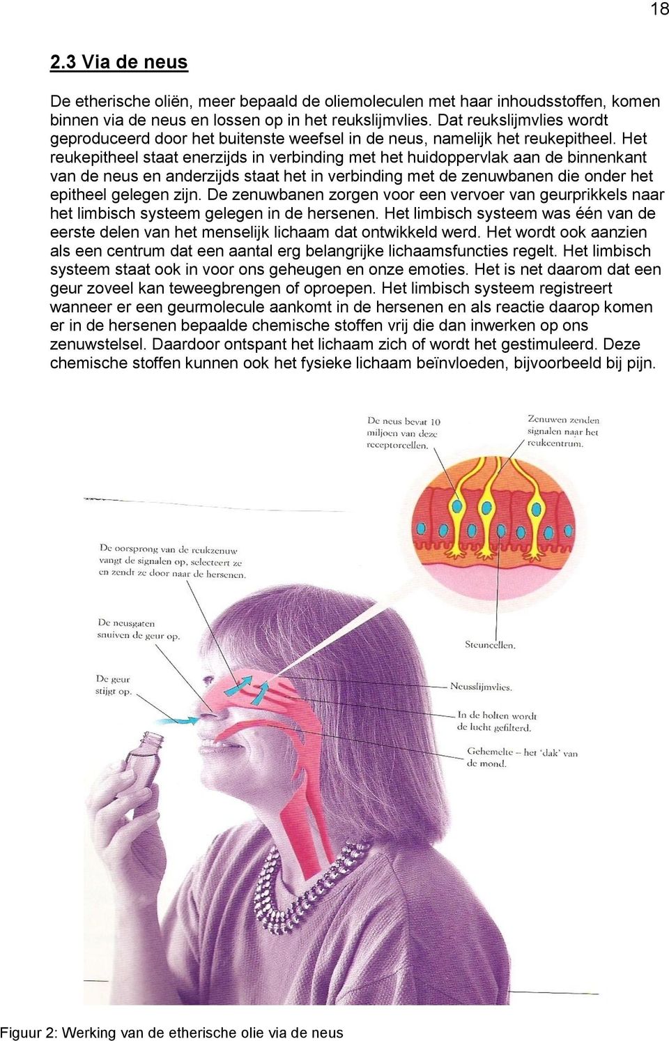 Het reukepitheel staat enerzijds in verbinding met het huidoppervlak aan de binnenkant van de neus en anderzijds staat het in verbinding met de zenuwbanen die onder het epitheel gelegen zijn.