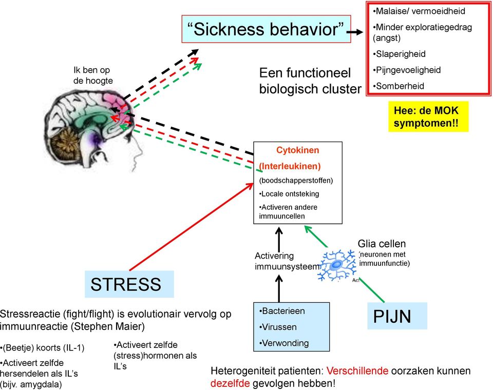 ! Cytokinen (Interleukinen) (boodschapperstoffen) Locale ontsteking Activeren andere immuuncellen STRESS Stressreactie (fight/flight) is evolutionair vervolg op