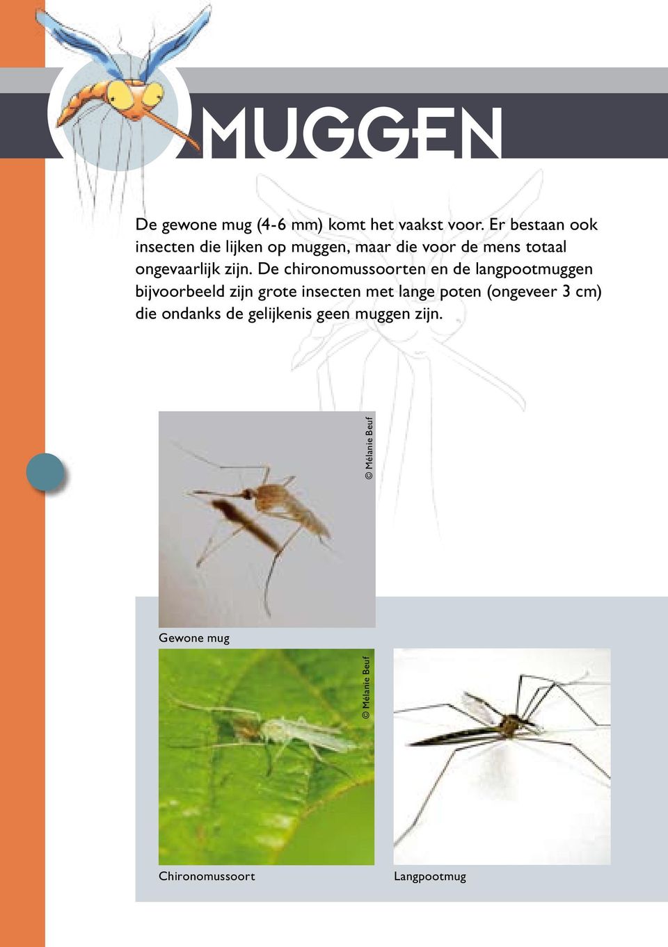 zijn. De chironomussoorten en de langpootmuggen bijvoorbeeld zijn grote insecten met lange