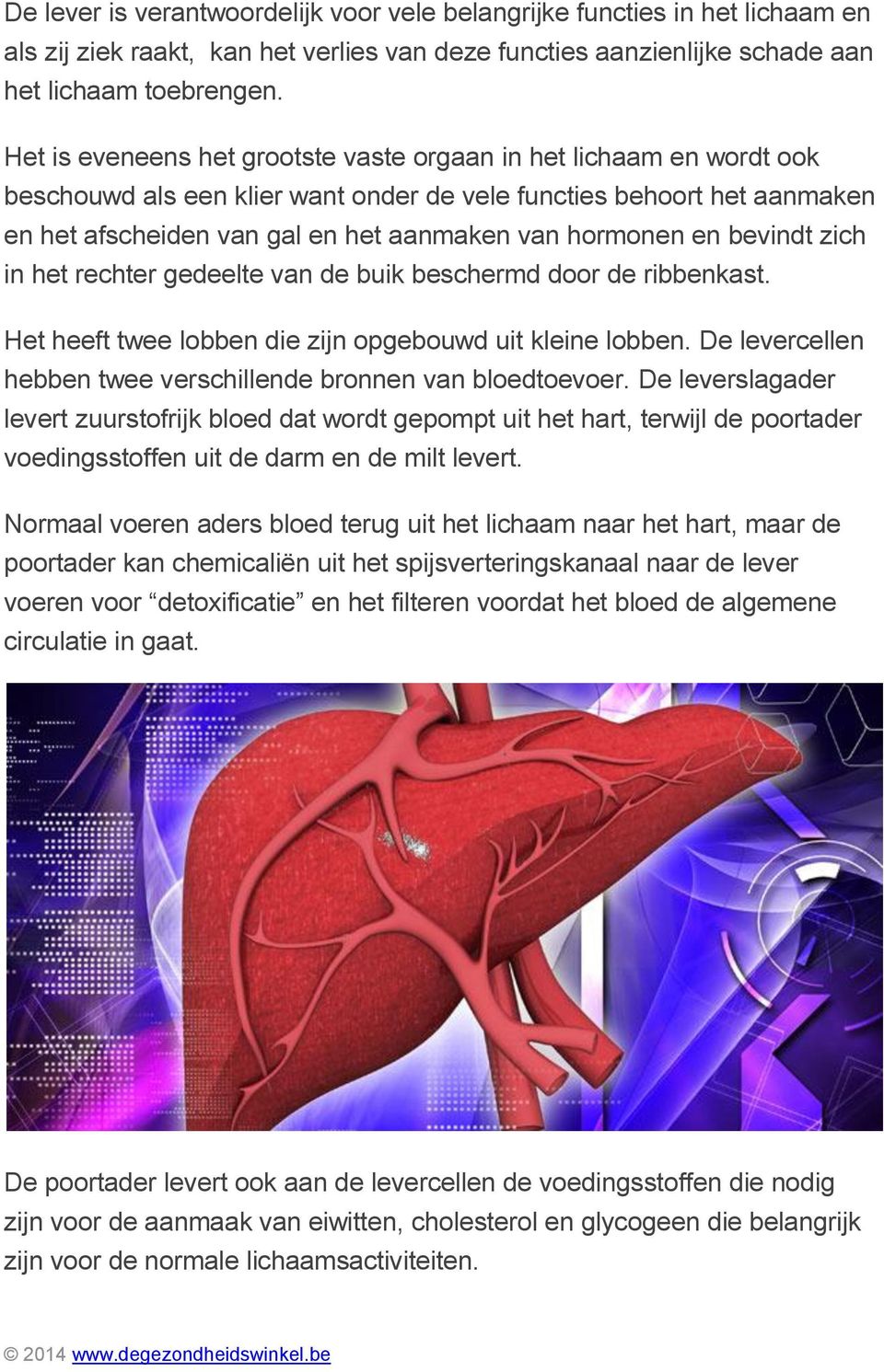 en bevindt zich in het rechter gedeelte van de buik beschermd door de ribbenkast. Het heeft twee lobben die zijn opgebouwd uit kleine lobben.