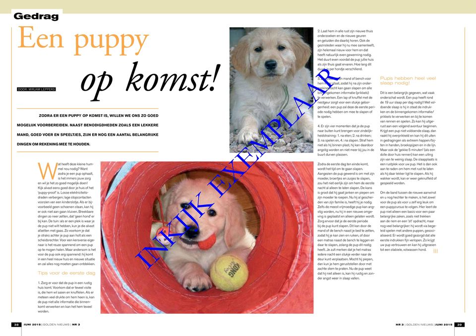 Want zodra je een pup ophaalt, is het immers jouw zorg en wil je het zo goed mogelijk doen! Kijk alvast eens goed door je huis of het puppy-proof is.