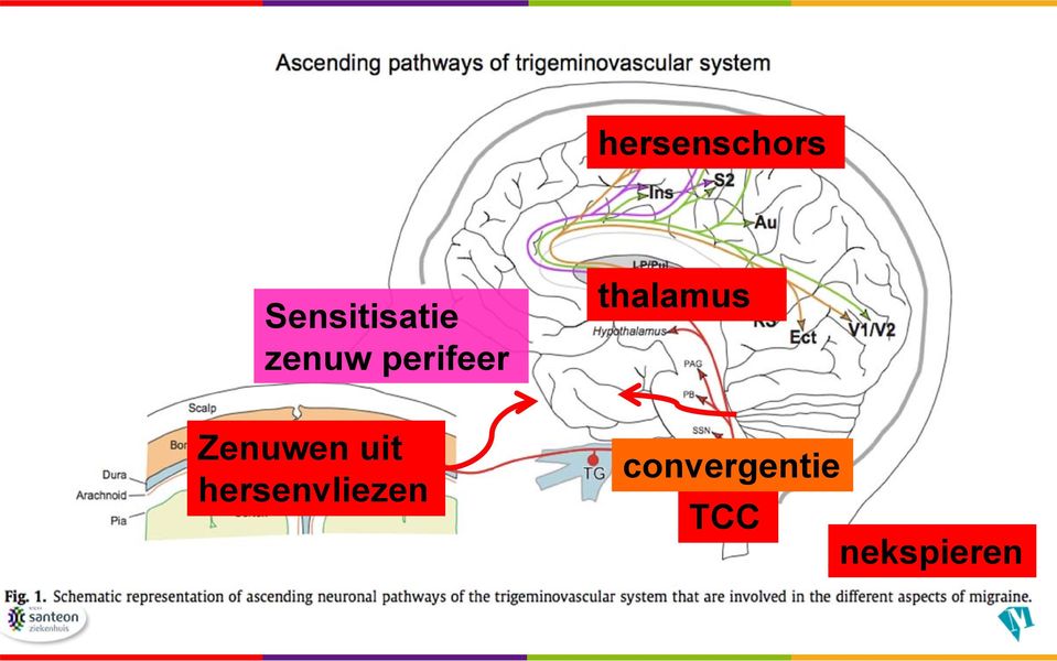 uit hersenvliezen