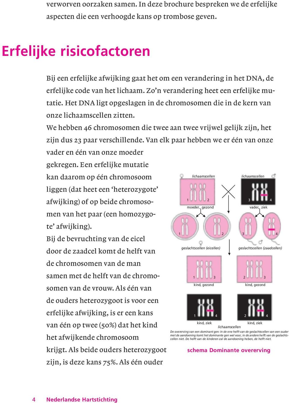 Het DNA ligt opgeslagen in de chromosomen die in de kern van onze lichaamscellen zitten. We hebben 46 chromosomen die twee aan twee vrijwel gelijk zijn, het zijn dus 23 paar verschillende.