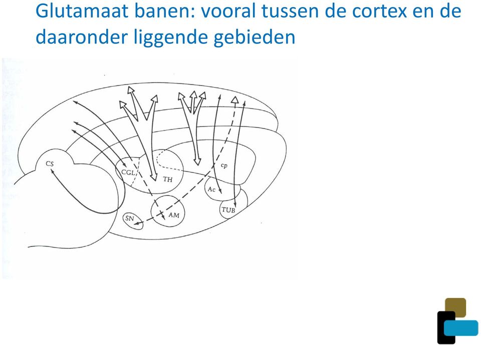 cortex en de