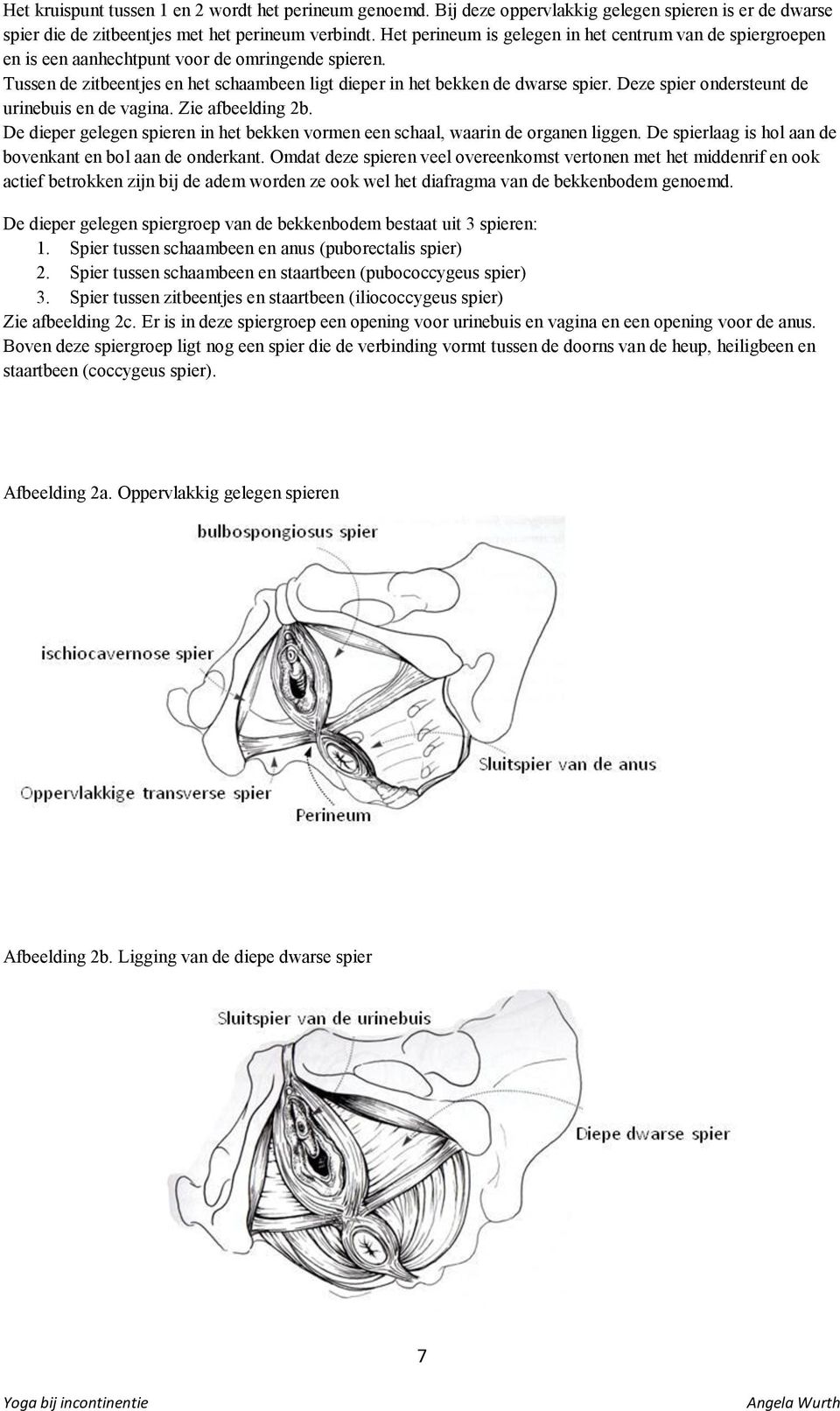 Deze spier ondersteunt de urinebuis en de vagina. Zie afbeelding 2b. De dieper gelegen spieren in het bekken vormen een schaal, waarin de organen liggen.