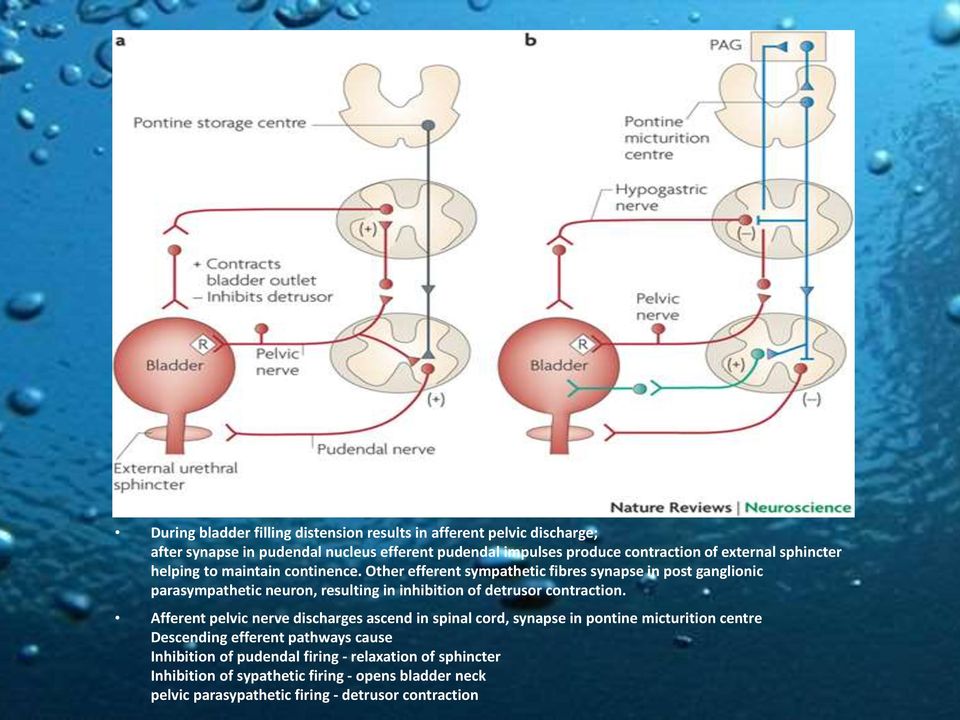 Other efferent sympathetic fibres synapse in post ganglionic parasympathetic neuron, resulting in inhibition of detrusor contraction.